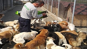 Hendek Belediyesi Sokak Hayvanlarını Unutmadı 
