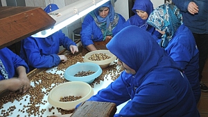 Fındık Fabrikasında Koronavirüs Alarmı : 12 Kişide Virüs Tespiti 