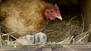 Çileli gazetecinin dolar yumurtlayan tavuğu... 