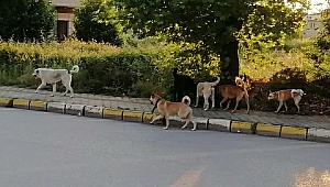 Sokak hayvanlarının yaşam hakkı...