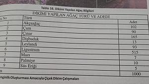 Ağaya beleş! Ağaçlara para ödenmedi...