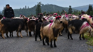 Dikmen'in 113 yıllık geleneği, yayla göçü başladı.