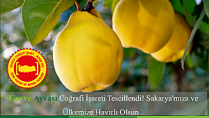 Sakarya, ayva üretiminde dünyada birinci...