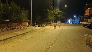 Sokak köpekleri korkutuyor...