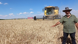 Yerli ve Milli Buğday; Halis...