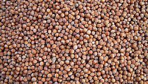 Fındık hırsızlarına dikkat!