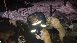 Donma tehlikesi geçiren can dostlarımız güvende...