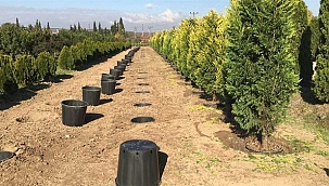 Fidan Sektöründe Hendek farkı...