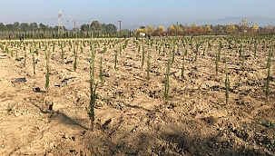 Hendek'te modern fidanlık.... 