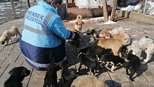 HENDEK BELEDİYESİ CAN DOSTLARIMIZI UNUTMUYOR...