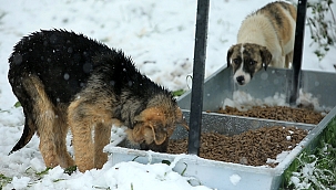 Sokak hayvanlarına yemek ve kuru mama desteği...