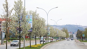 Çiçek açan ağaçlar görsel şölen sunuyor...