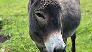 Eşek hoşaftan ne anlar?