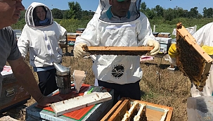 Büyükşehir, Ana Arı Üretimi Eğitimleri Gerçekleştirildi
