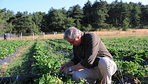 Ekrem Yüce; “El emeği çileklerimiz işletmecilerden yoğun bir rağbet görüyor”