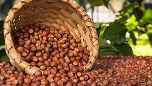 Fındık fiyatları açıklandı