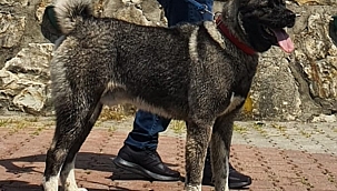 Akita Cinsi Köpek Kayıp!