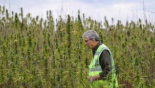 “Mucizevi bitki kenevirin hasat işlemleri başladı”