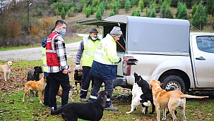 Büyükşehir sokaktaki dostların hep yanında