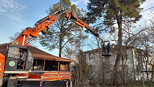 AĞAÇLAR BUDANIYOR, YEŞİL KORUNUYOR
