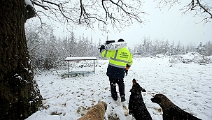 Büyükşehir Sokak Hayvanlarını Yalnız Bırakmıyor