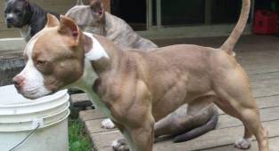 Hendek'te Pitbull besleyen kişiye para cezası kesildi!