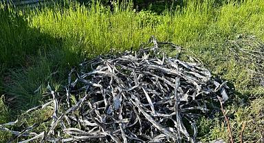 Kablo hırsızları fotokapana yakalandı