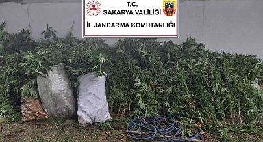 Hendek'te uyuşturucu operasyonu!