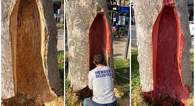 ASIRLIK ÇINAR AĞACININ YARALARI SARILDI