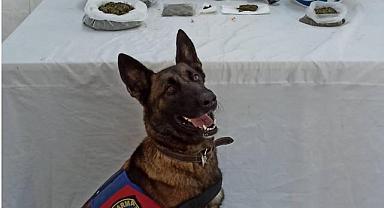 Jandarma, zehir tacirlerini af etmiyor! 