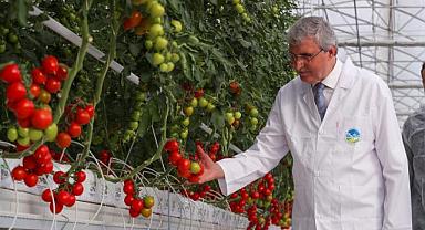 Türkiye’de Model Olan Projede Rekor Üretim: 4 Ayda 550 Ton Domates