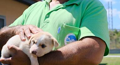 Hayvan sahiplenmek isteyenler için büyük kolaylık