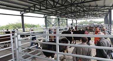 Canlı Hayvan Borsası’na yoğun ilgi var...