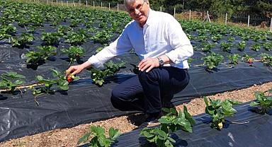 Başkan Yüce Çilek Üretim Merkezi’ni ziyaret etti.