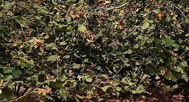 FINDIK HIRSIZLARINA DİKKAT!