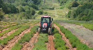 Botanik Vadisi’nde biberiye zamanı: Hedef 15 ton