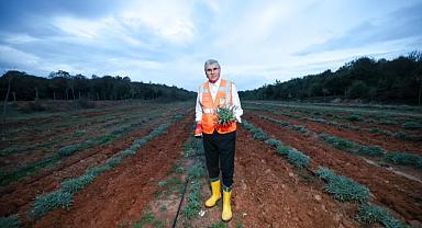 Botanik Vadi’de Yılın İkinci Adaçayı Hasadı Yapıldı; 6 Ton Adaçayı Dünyaya İhraç Ediliyor