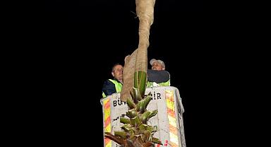 Sakarya’nın Süsü Palmiyeler Kışa Hazır