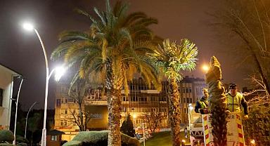 Büyükşehir şehrin süsü olan palmiyeleri şimdi yaza hazırlıyor