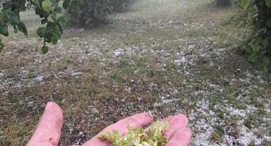 Dolu yağışı, fındık tarlalarına zarar verdi!