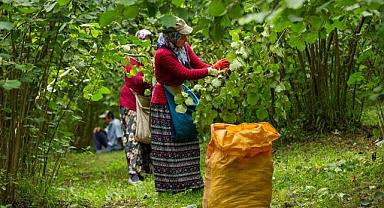 FINDIKTA FİYAT OYUNU: 130 TL AÇIKLANDI 115 TL'DEN SATILDI!