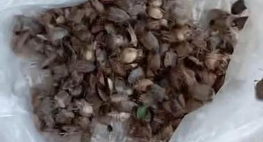 EVLER KOKARCA DOLDU!