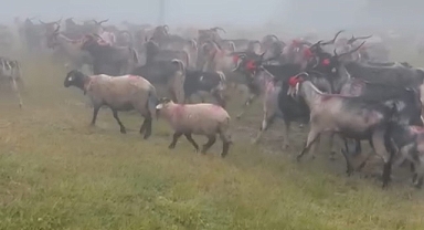 HENDEK'TE ASIRLIK YAYLA GÖÇÜ BAŞLADI