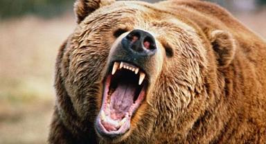 Kestane toplayan vatandaşa ayı saldırdı!