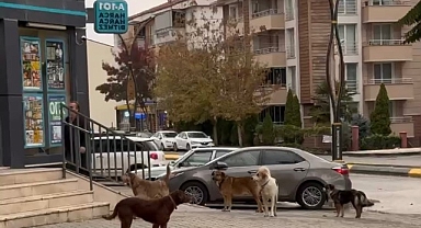 YENİMAHALLE'DE GRUPLAR HALİNDE DOLAŞAN BAŞIBOŞ SOKAK KÖPEKLERİ KORKUTUYOR