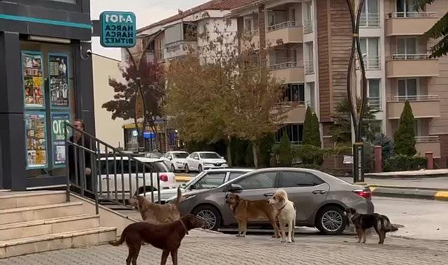 YENİMAHALLE'DE GRUPLAR HALİNDE DOLAŞAN BAŞIBOŞ SOKAK KÖPEKLERİ KORKUTUYOR