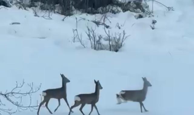 HENDEK HACİMBEY MAHALLESİNDE KARACALAR, MAHALLEYE İNDİ...