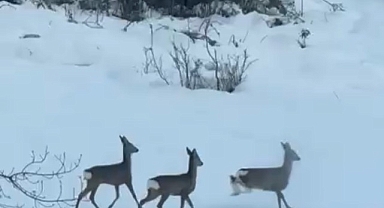 HENDEK HACİMBEY MAHALLESİNDE KARACALAR, MAHALLEYE İNDİ...