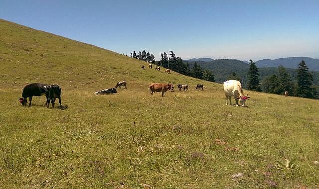 KIRSAL MAHALLE OLMANIN AVANTAJLARI NELERDİR?