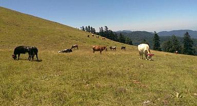 KIRSAL MAHALLE OLMANIN AVANTAJLARI NELERDİR?